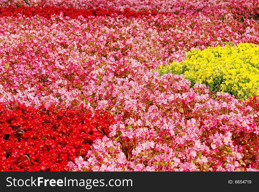 Background of begonia flowers field