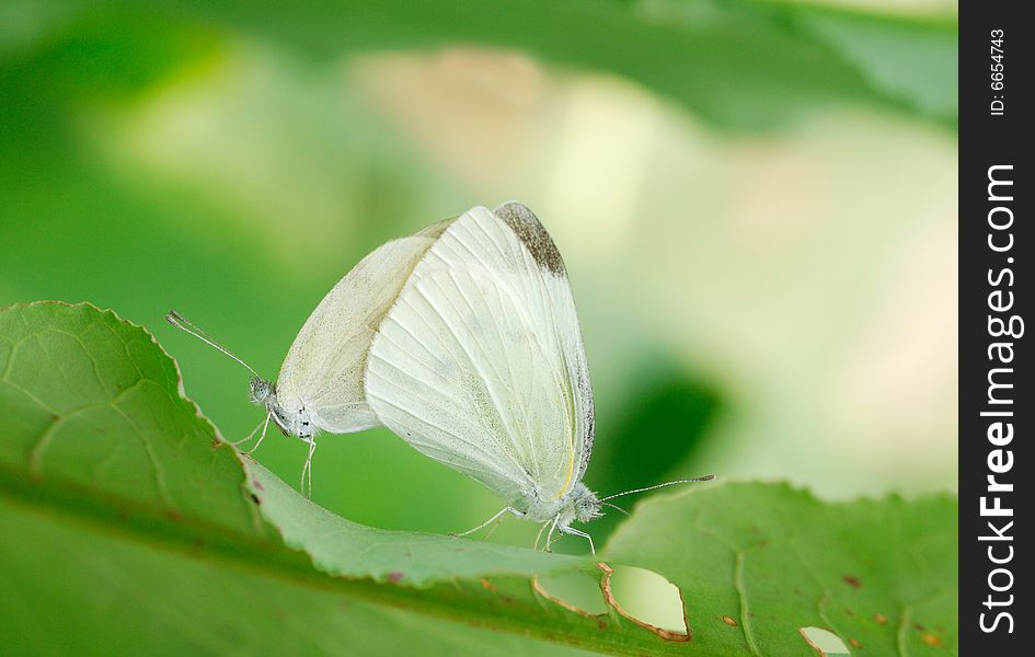 Two white butterfly mating on leaf.