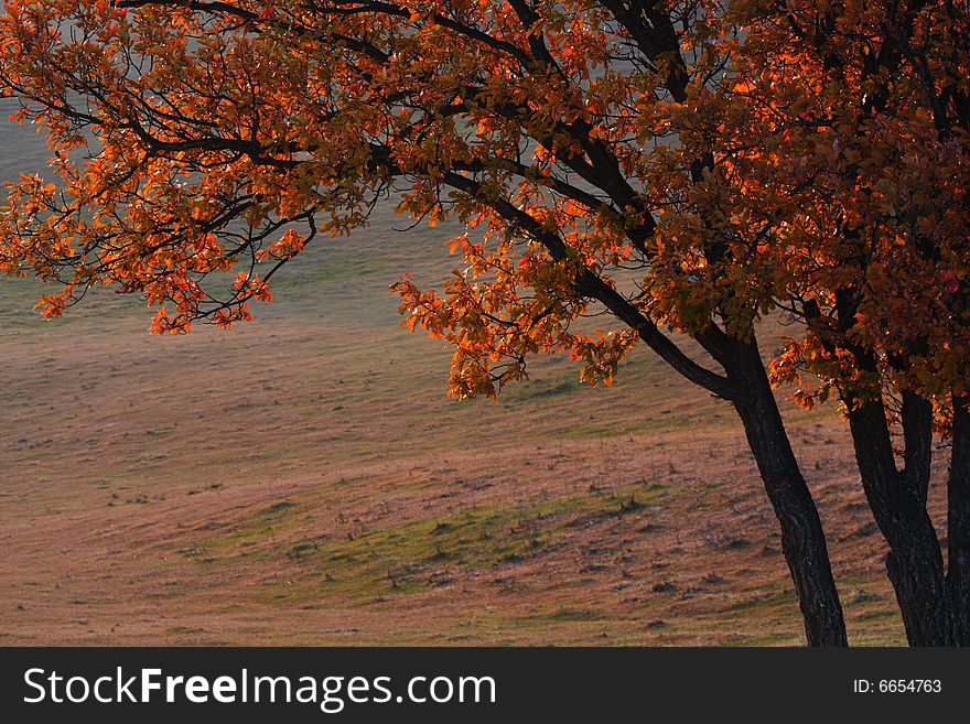 Bashang grassland in Inter-Mongolia  of China, a famous and beautiful and colourful place to visit