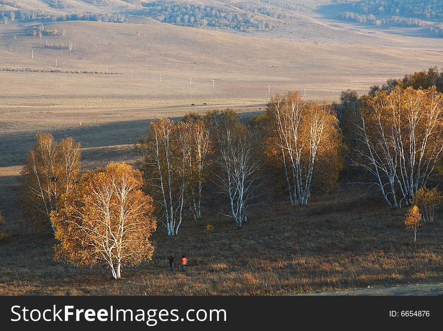 Bashang Grassland In Inter-Mongolia  Of China