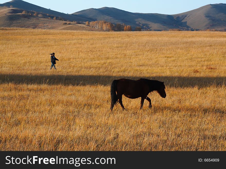 Bashang Grassland In Inter-Mongolia  Of China
