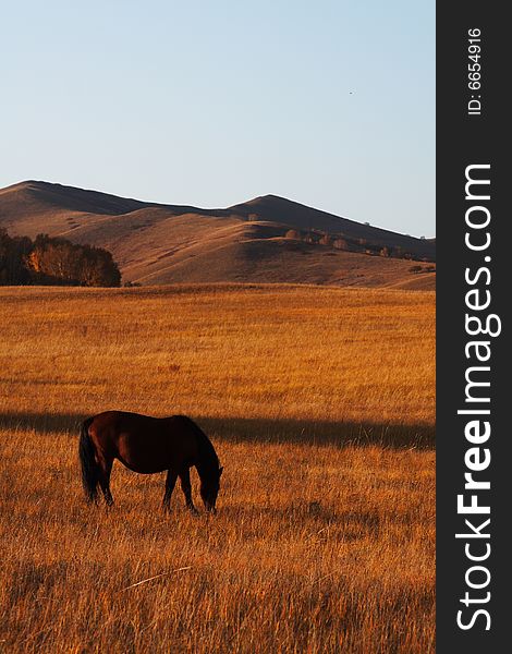 Bashang grassland in Inter-Mongolia  of China, a famous and beautiful and colourful place to visit