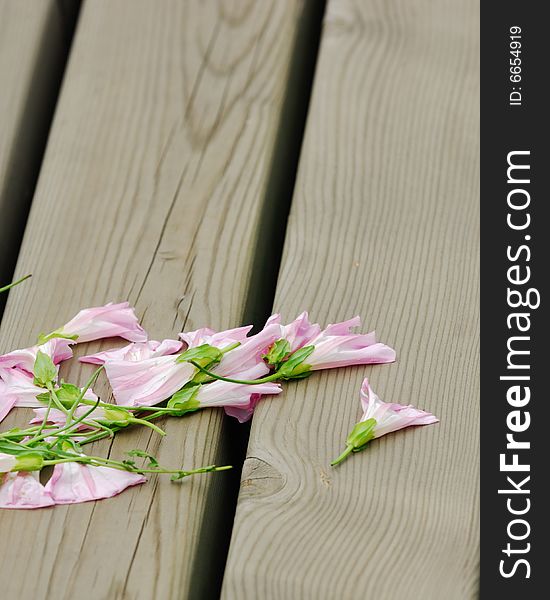 Some pink morning glory on wood block