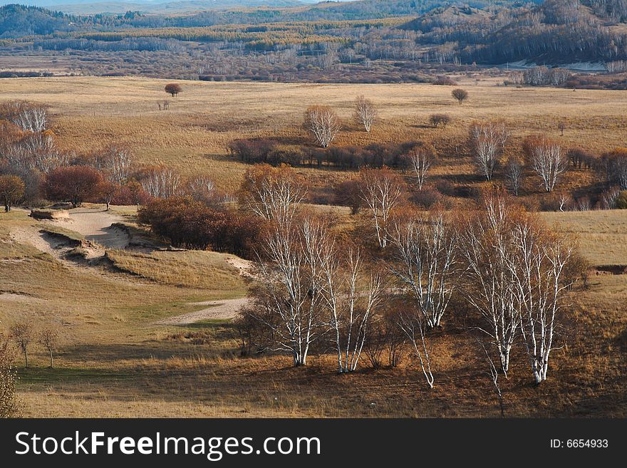 Bashang grassland in Inter-Mongolia  of China, a famous and beautiful and colourful place to visit