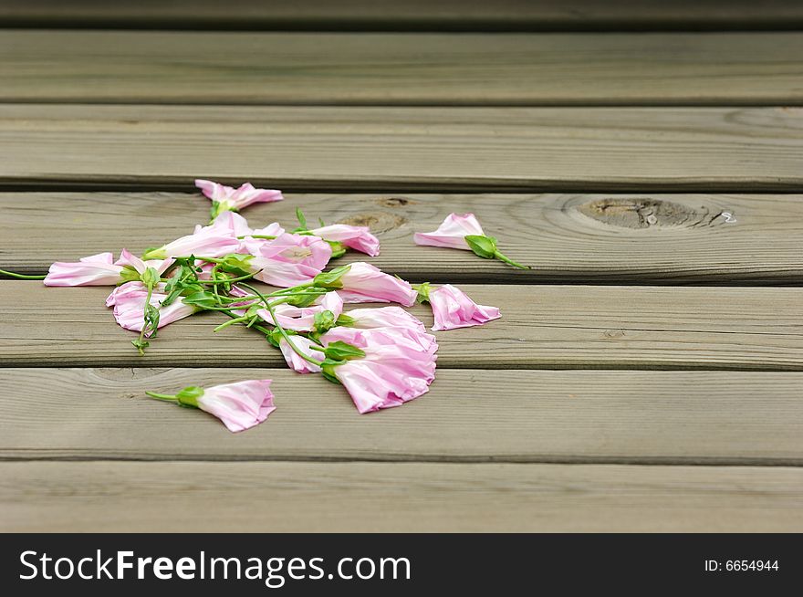 Some pink morning glory on wood block