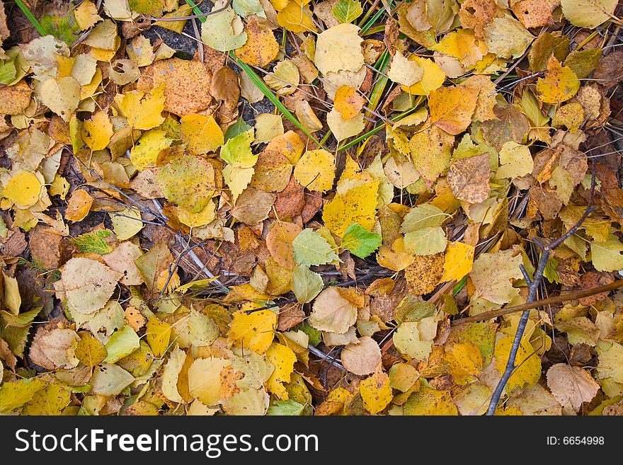 Bright yellow autumn leaves background