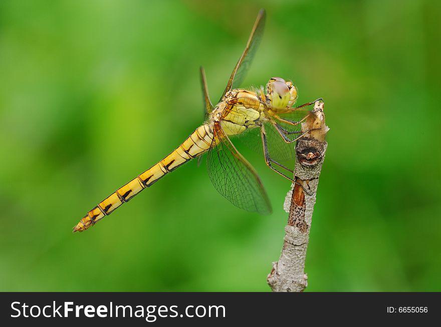 A closeup picture of an orange dragonfly resting