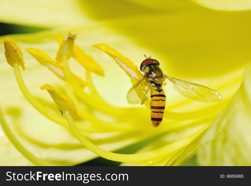 A yellow fly on yellow flower stamen