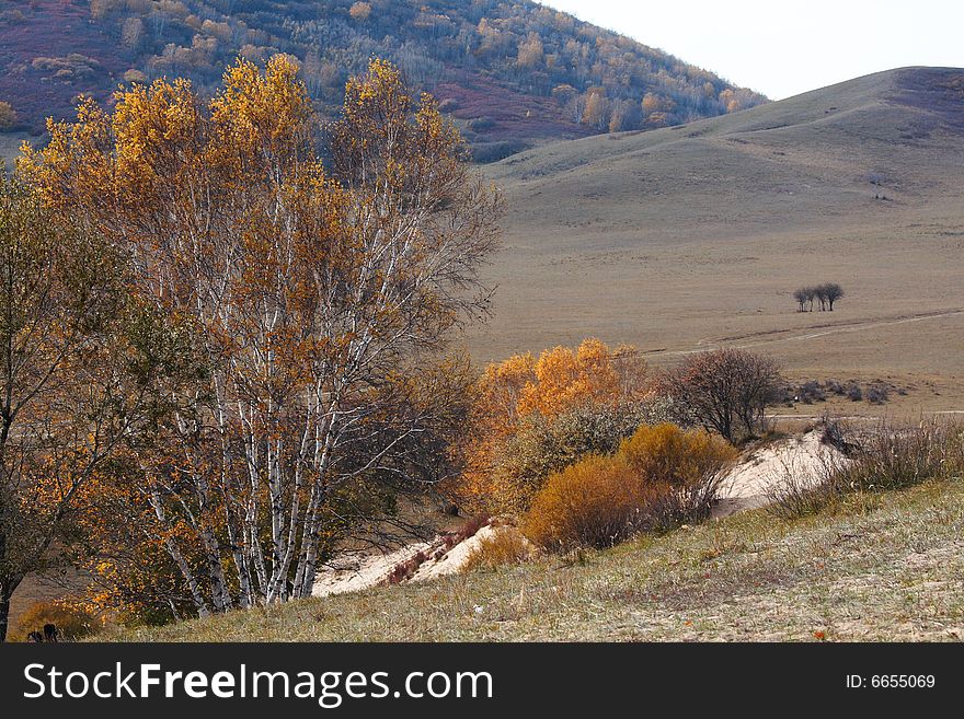 Bashang grassland in Inter-Mongolia  of China, a famous and beautiful and colourful place to visit
