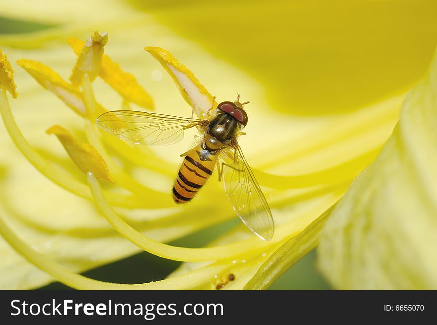 A color fly on yellow flower stamen