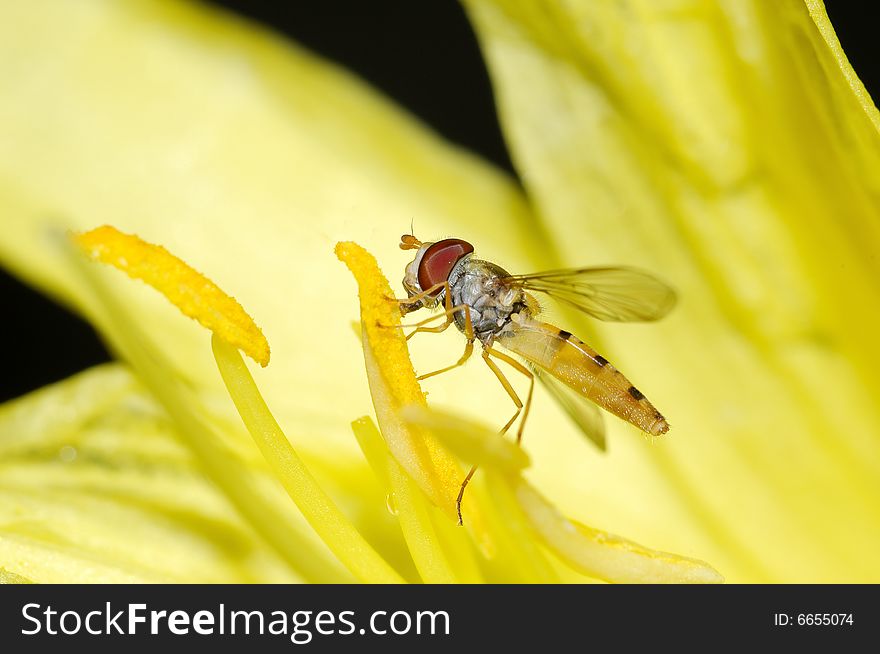 A yellow fly on yellow flower stamen