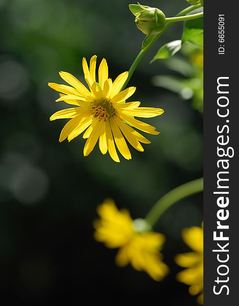 Yellow chrysanthemum in the summer time