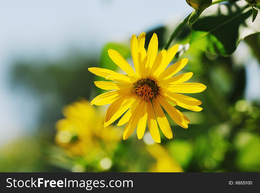 Yellow Chrysanthemum