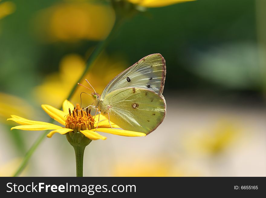 A yellow butterfly drinking from a mum flower