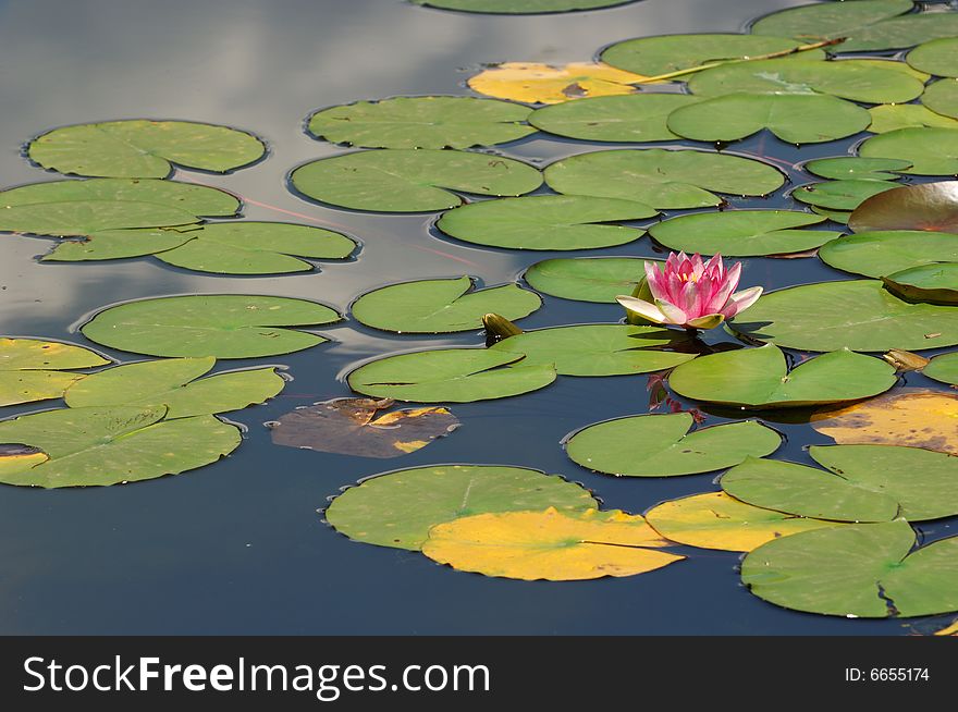 The lotus and leaves on the water surface
