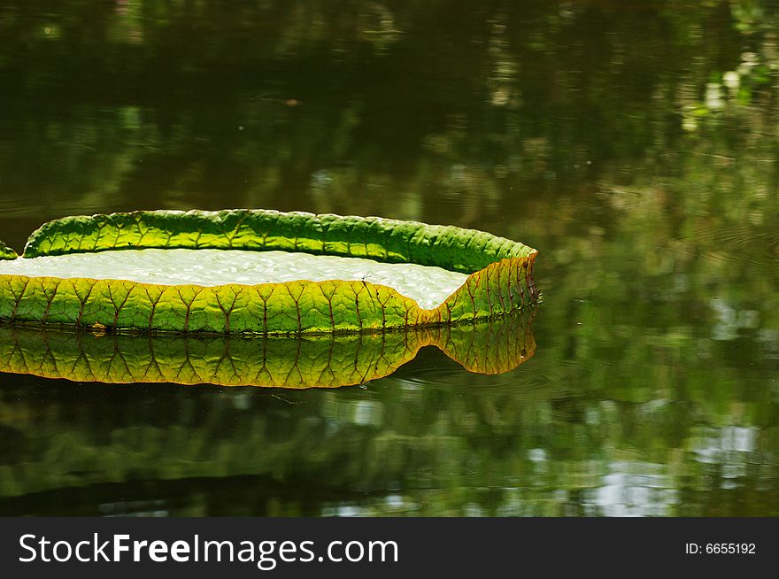 The big lotus leaf on pond