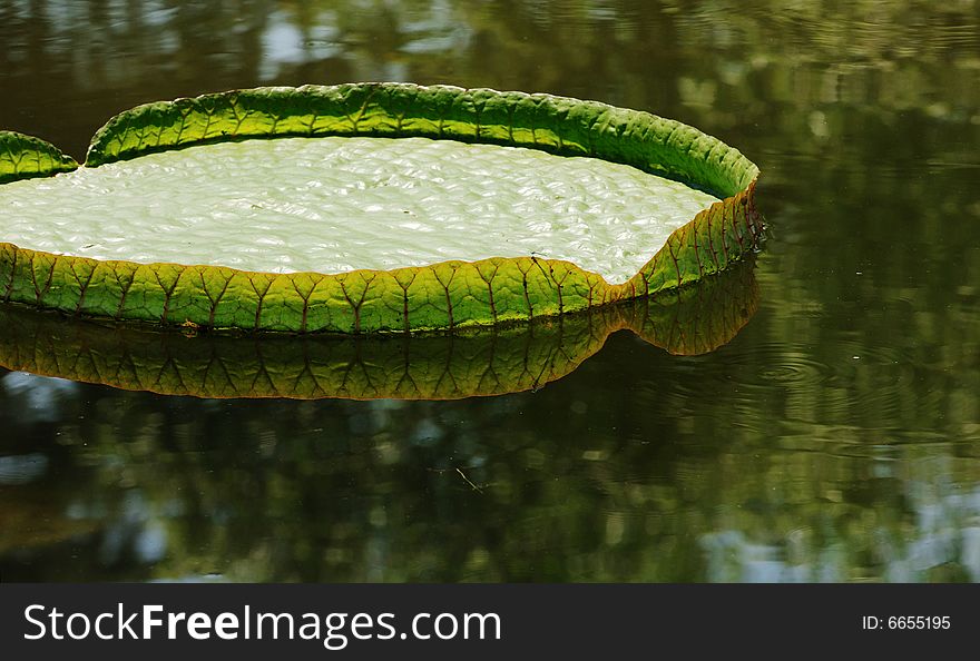 The big lotus leaf on water