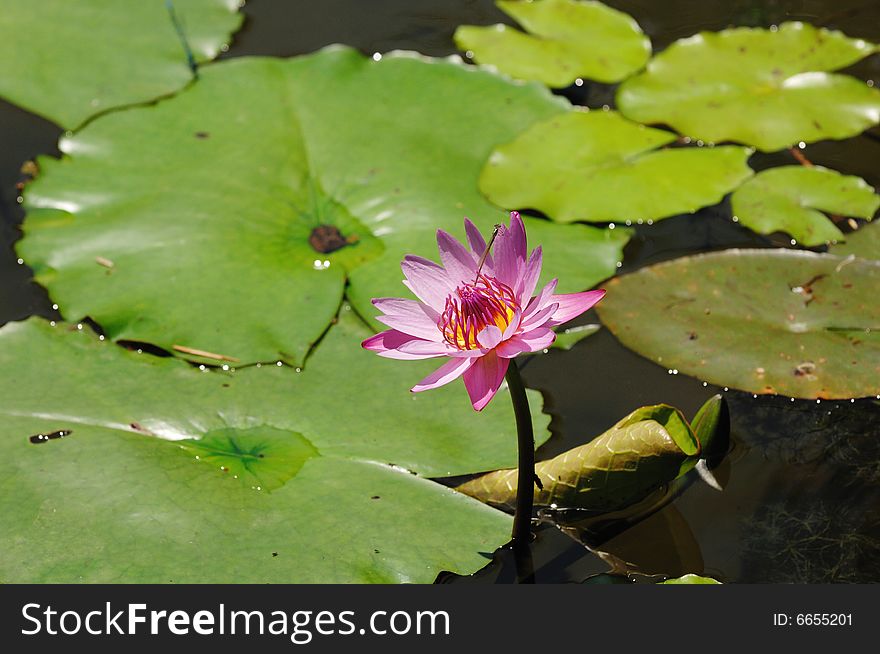 A blooming lotus and leaves on the water