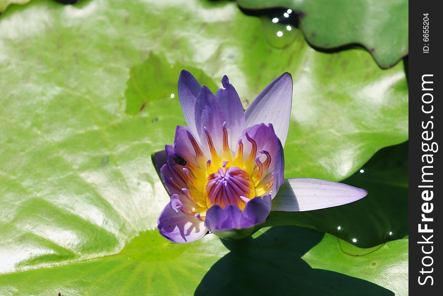 A blooming blue lotus and leaves on the water