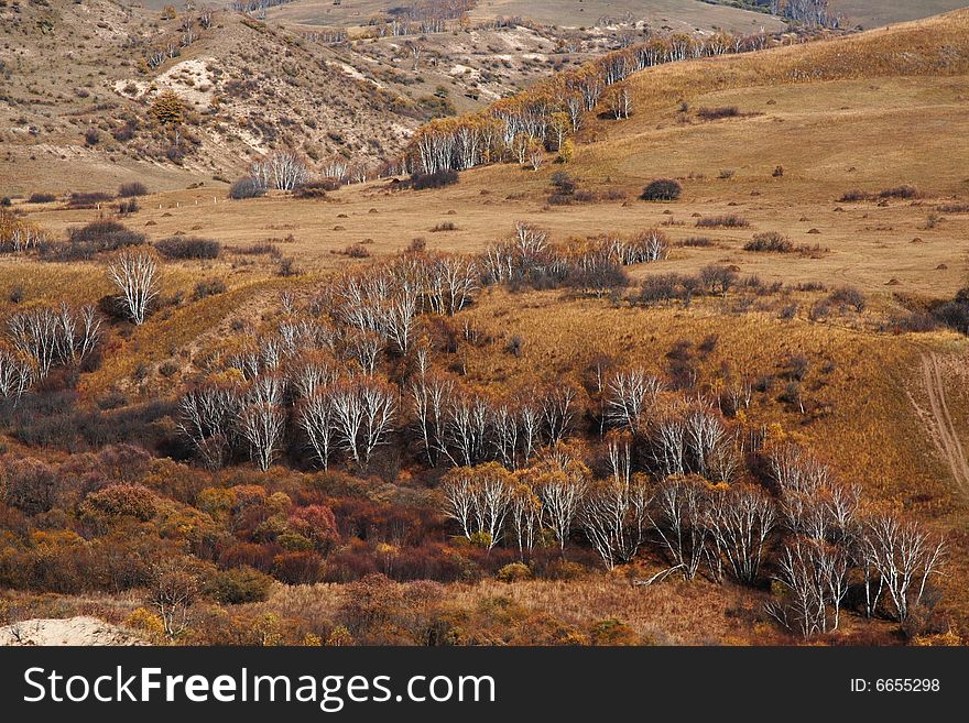 Bashang grassland in Inter-Mongolia  of China, a famous and beautiful and colourful place to visit