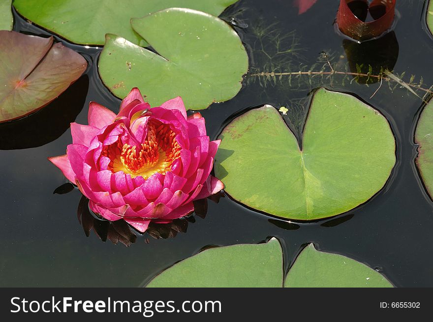 A blooming lotus and leaves on the water