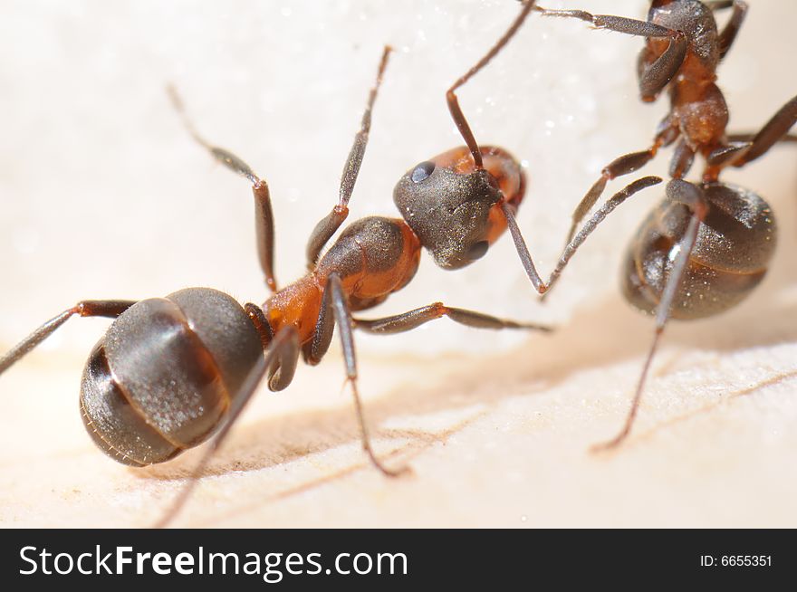 Red-haired wood ant and sugar piece. Macro