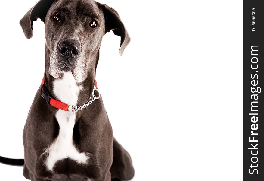 A Great Dane dog looking at the camera.