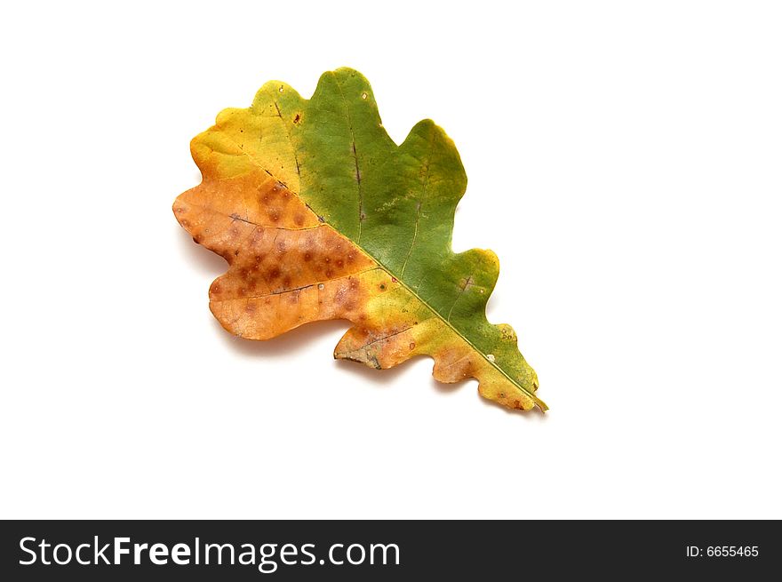 Autumn. Oak leaf of two colours