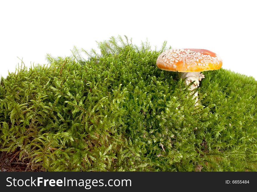 Mushroom a fly-agaric growing in mosses on a white background