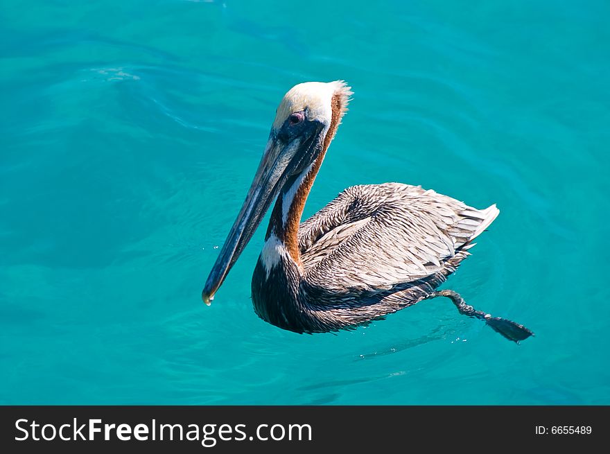 Floating pelican in kristal clear sea
