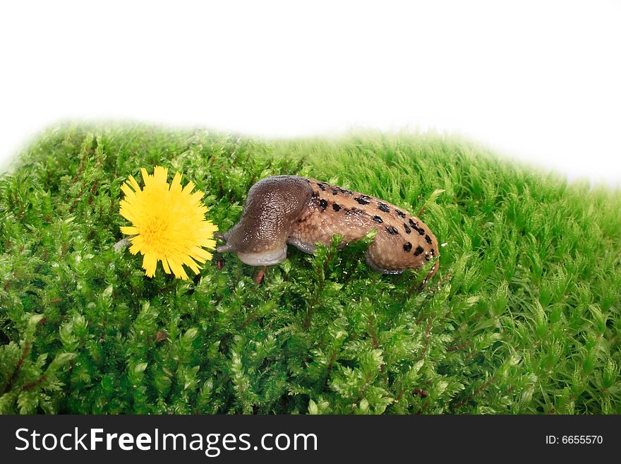 Snail and yellow flower on a green lawn