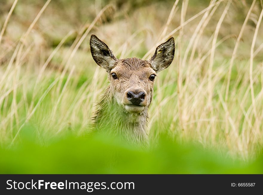 Wild deer in the forest