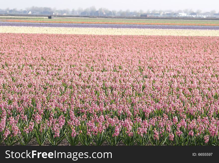 Tulips in the Keukenhof Holland