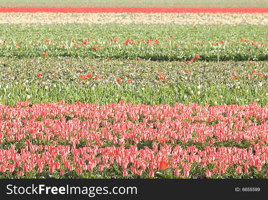 Tulips in the Keukenhof Holland