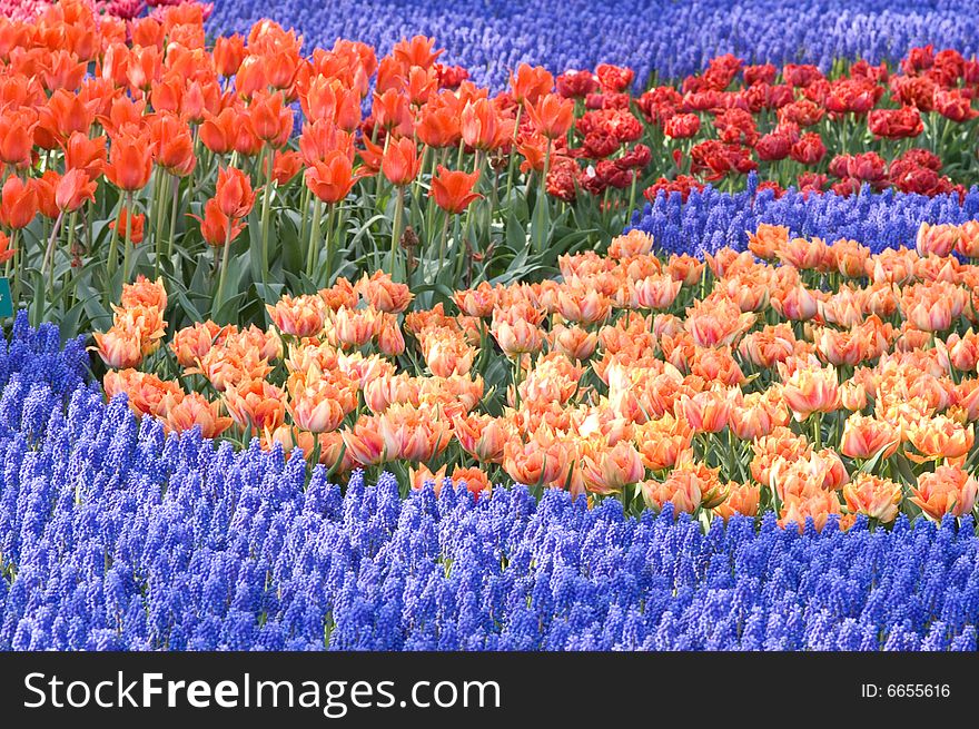 Tulips in the Keukenhof Holland