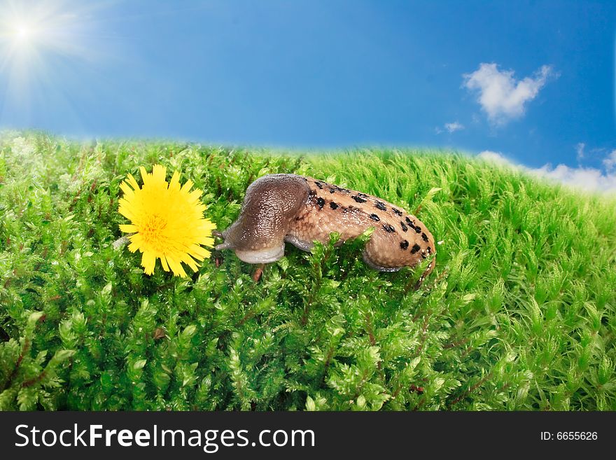 Snail and yellow flower on a blue sky background