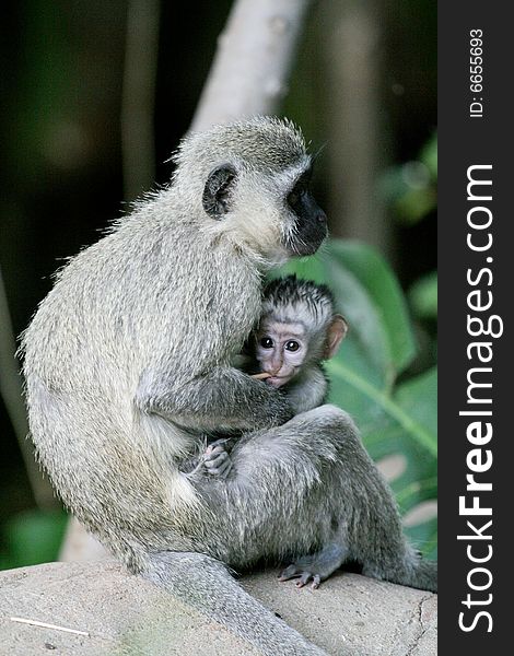 Mother monkey sitting with her baby tight against her. Mother monkey sitting with her baby tight against her