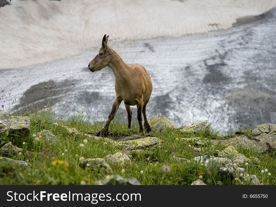 The Caucasian goat on the grass. The Caucasian goat on the grass