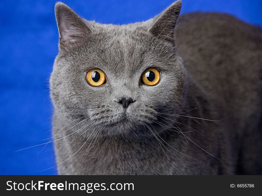 British blue cat on deep-blue background. British blue cat on deep-blue background