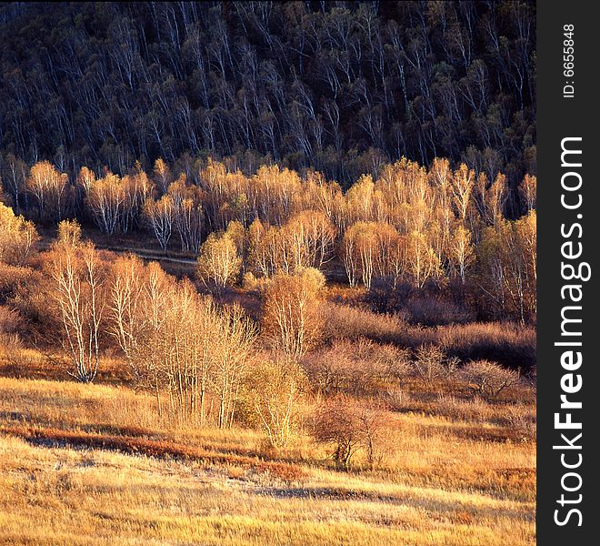 A golden autumn field,it is named bashang.