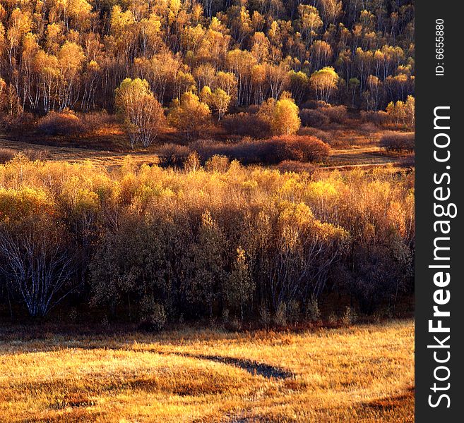 A golden autumn field,it is named bashang.