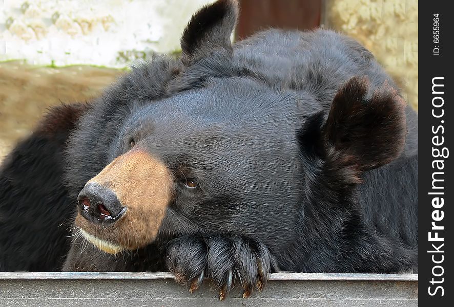 Summer. Kazan. Brown bear. Sity. Zoological gardens.