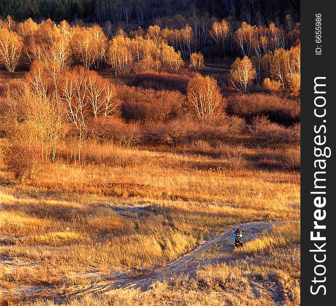 A golden autumn field,it is named bashang.