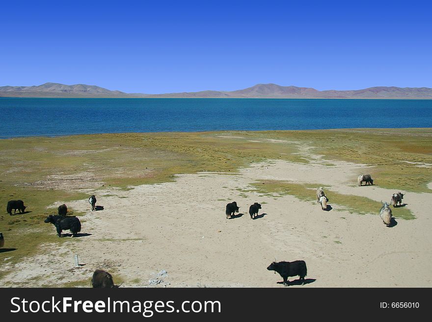 China S Tibet Beauty Of The Hoh Xil No Man S Land