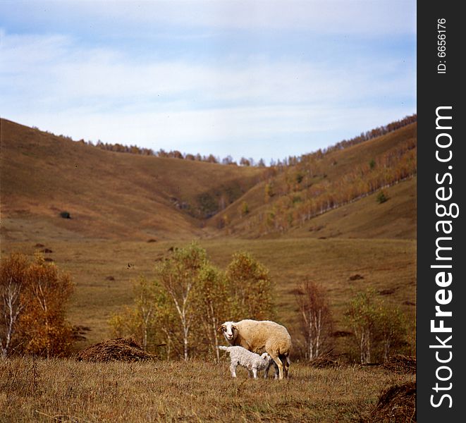 A golden autumn field,it is named bashang.