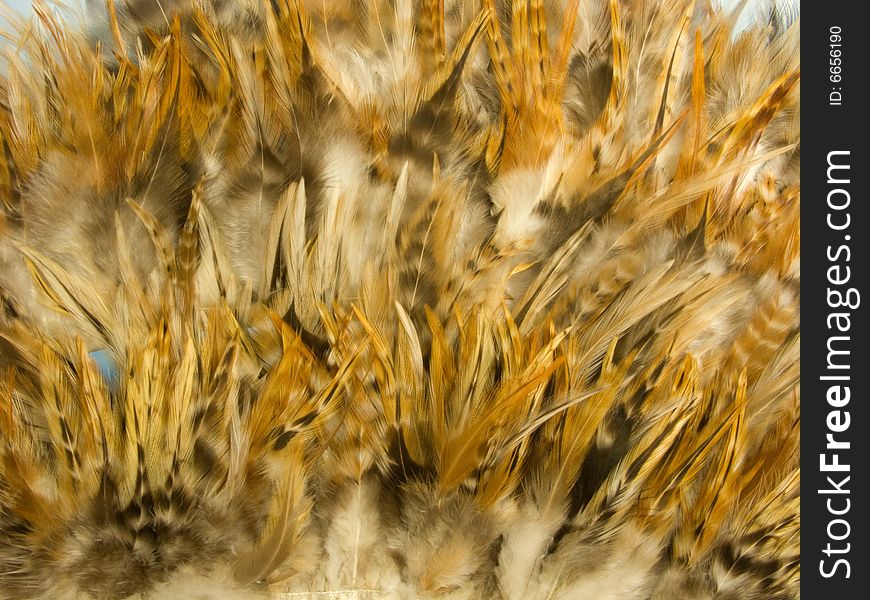 Close-up on feather`s texture