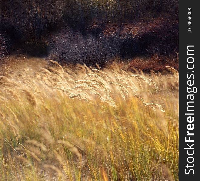 A golden autumn field,it is named bashang.