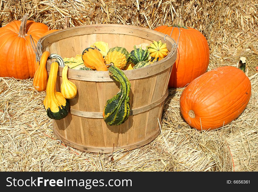 Bunch of pumpkins gourds in a basket. Bunch of pumpkins gourds in a basket