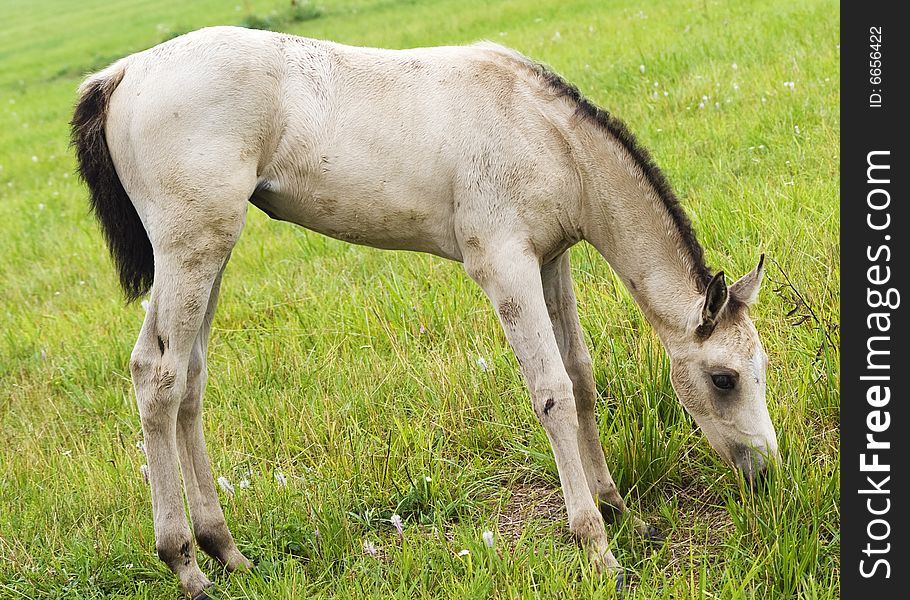 White colt against green grass. White colt against green grass