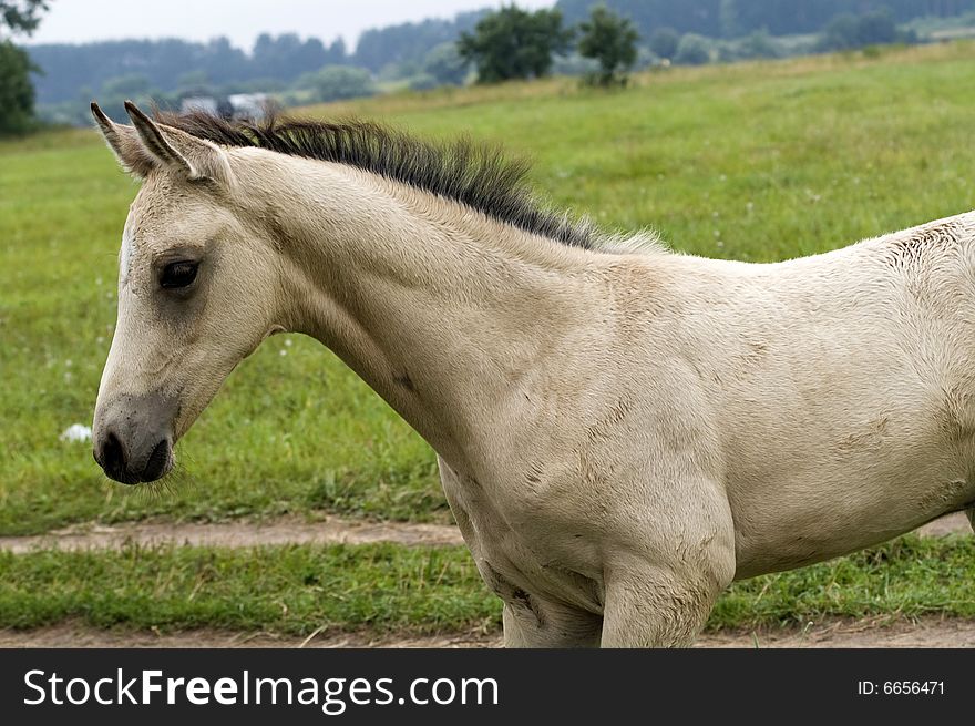 White horse against green grass